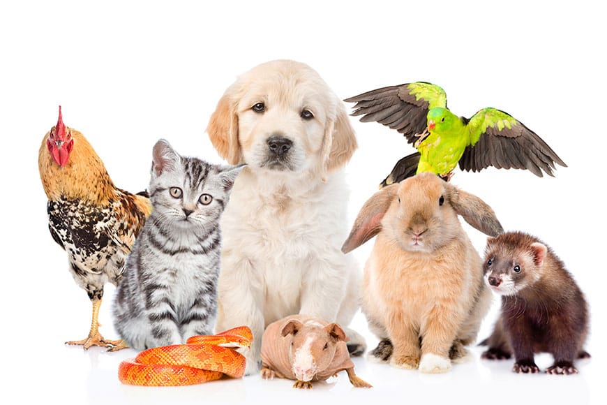 Pets